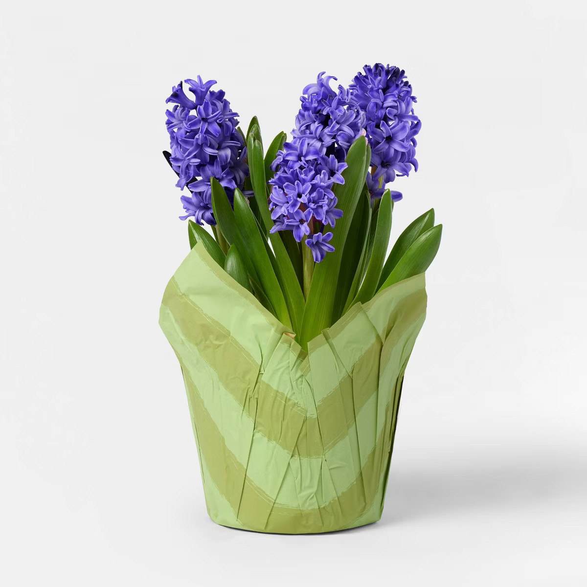 Mother's Day 6" Potted Hyacinth - Good Little Garden™ | Target