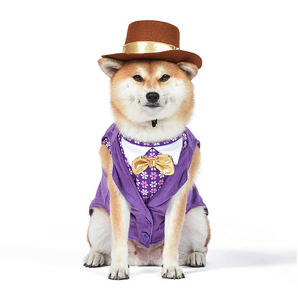 Willy Wonka Halloween Dog Costume | PetSmart