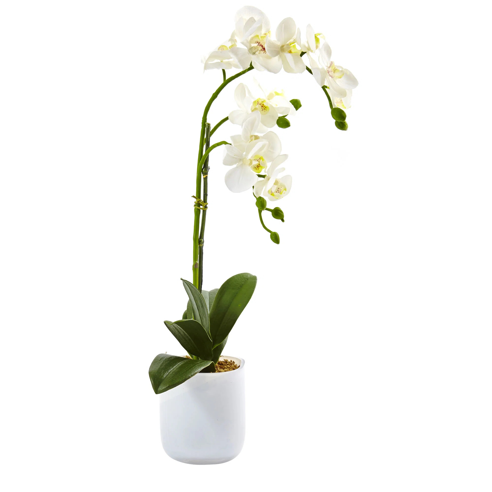 Charlton Home® Phalaenopsis Orchids Floral Arrangements in Glass Vase & Reviews | Wayfair | Wayfair North America