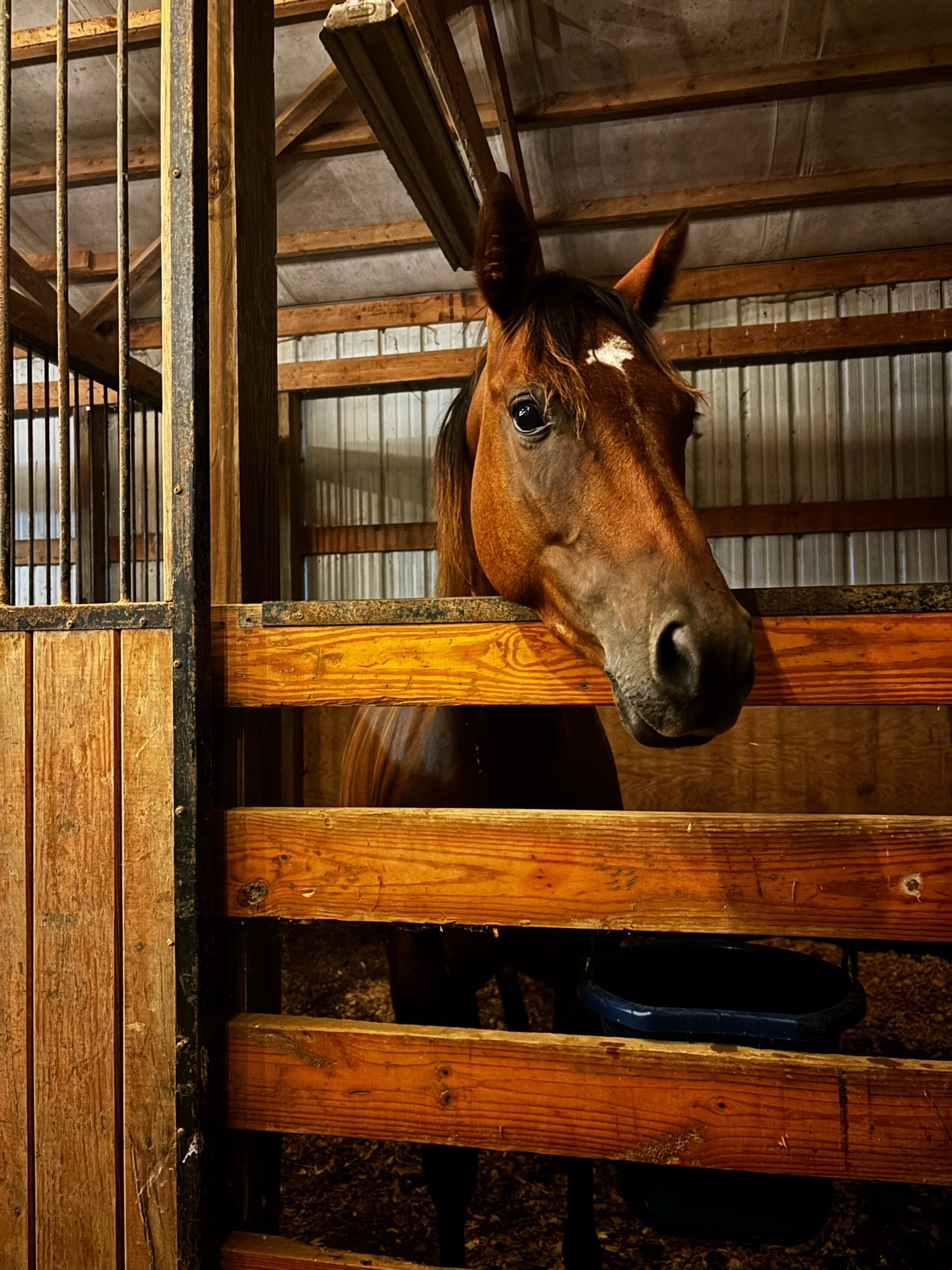 Pretty girl tucked in for the night last night! Had to put off picking her saddle up until today because our friend Jilli had shingles 😳🥺 say a prayer for her because she’s still dealing with some nerve damage from it!

#LTKstorytime #LTKdayinmylife #LTKU