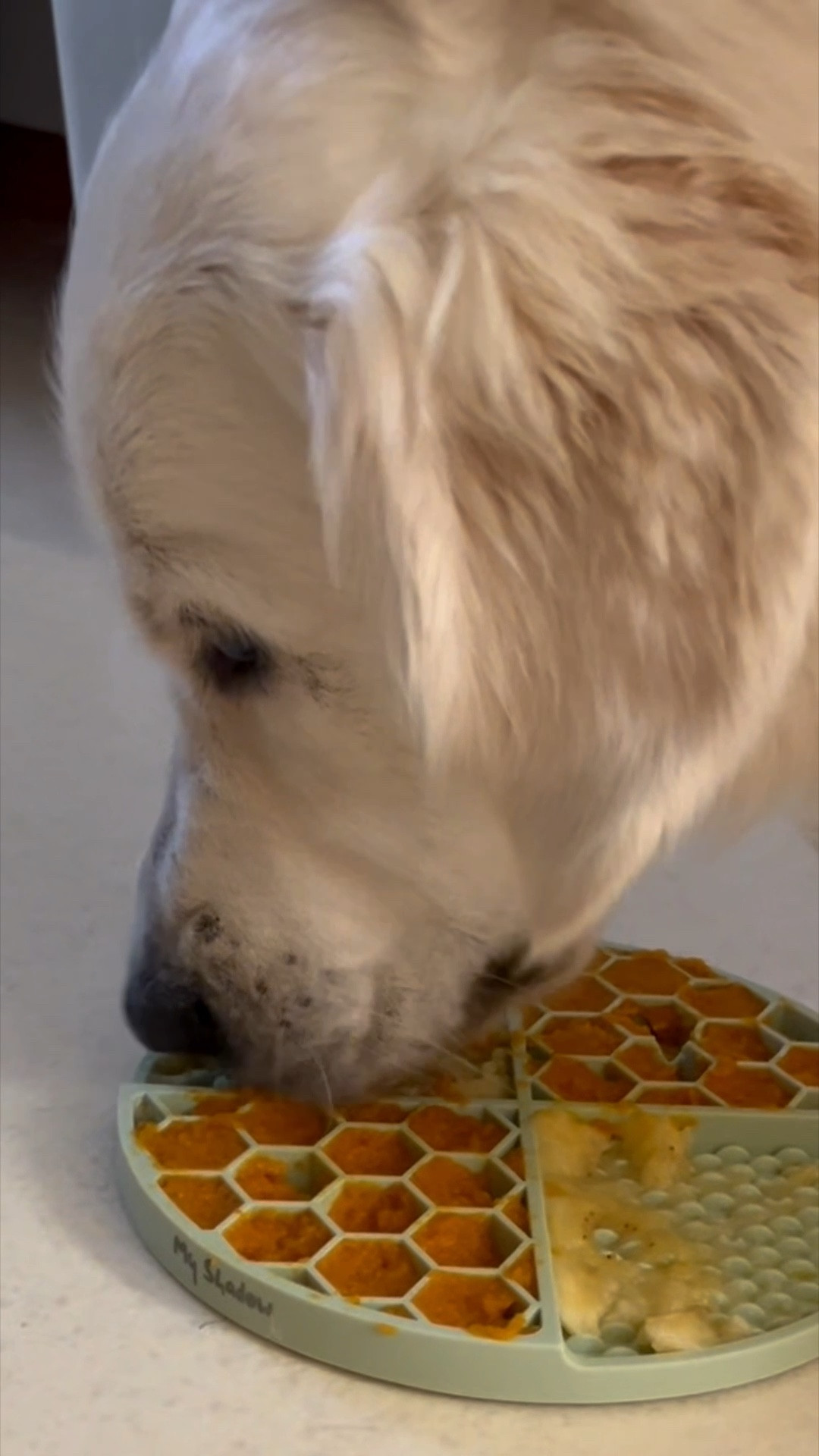 If you aren't aware, lick mats are amazing for your dogs for soooo many reasons!

→ reduced stress & anxiety → improves their digestion
→ better dental health and breath
→ curbs boredom
→ problem solving & mental stimulation

We've used ours since they were tiny puppies and have done so many fun recipes on them over the years!

#doglickmat #dogtips #dogmom

#LTKPets #LTKFindsUnder50