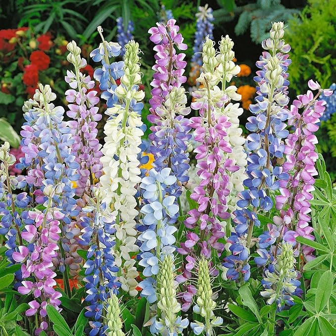 Eden Brothers Lupine Seeds - Hartwegii Mix | Amazon (US)
