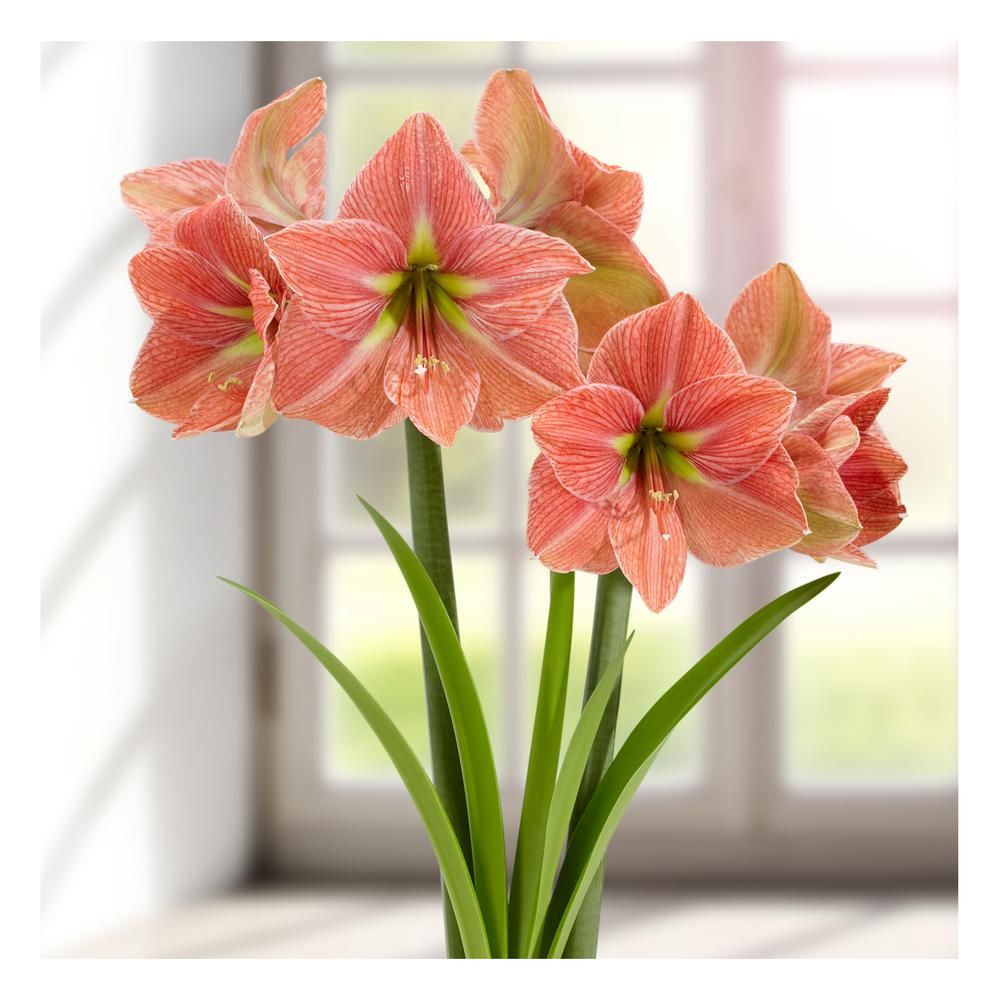 bulbs are easy Amaryllis Flower Bulbs Terra Cotta Star | The Home Depot