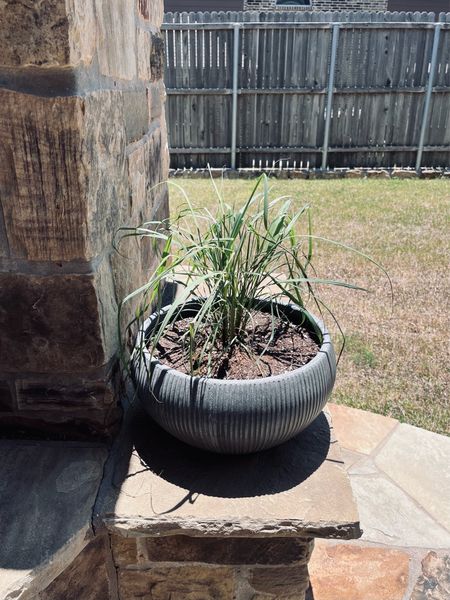 Patio planter with lemongrass.

#LTKhome #LTKfindsunder50 #LTKSeasonal