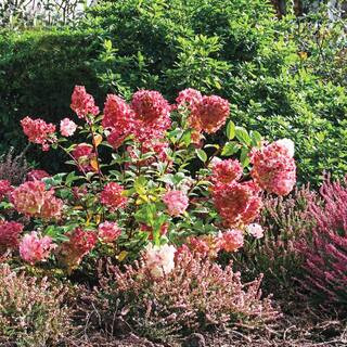 Spring Hill Nurseries Strawberry Sundae Hydrangea Live Bareroot Plant White to Red Colored Flower... | The Home Depot