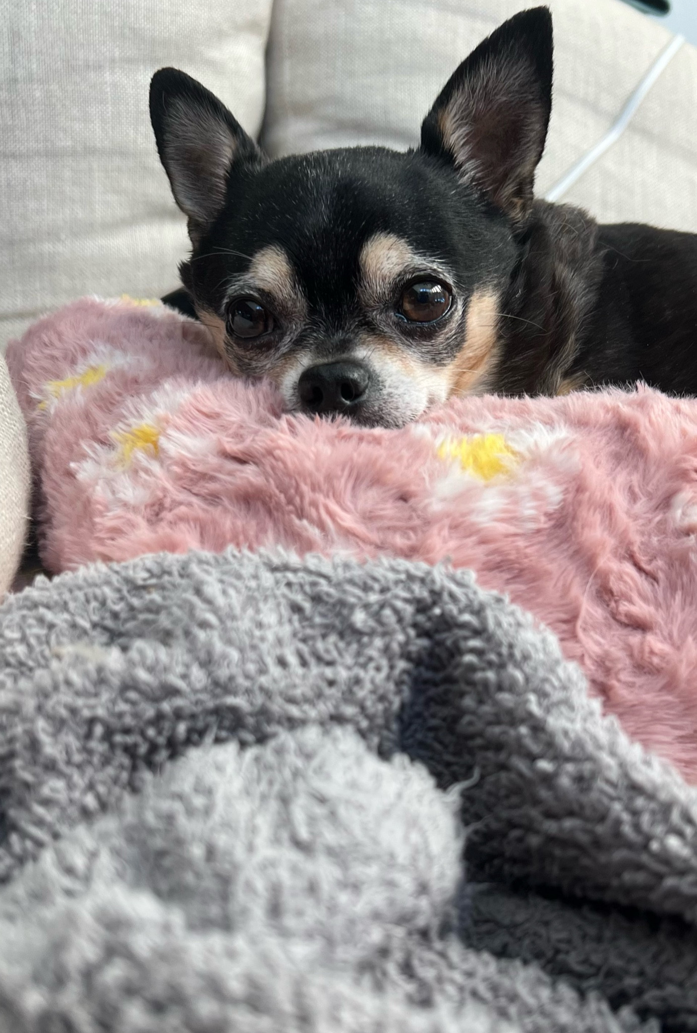 TGIF 🐾 ♥️

Napoleon and I have LOVED this heating pad. I’ve shared it a few times before but it’s truly one of our daily used items! 

This heating pad has 12 heat settings with auto-off safety function and extra long cord. It also has a plush, soft fabric that protects your skin from any possibility of burns and makes it even more comfortable to use. 

Napoleon likes a setting 5 or 6. The warmth helps him nap like he’s hibernating and it soothes his little joints. 

Setting 6 keeps me warm - but I love 12 for “health use”. It’s amazing on my lower back but I also love to place it on my stomach post meals to aid in digestion / prevent bloating. 

Under $30 and worth every penny! 

#LTKHome