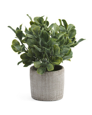 Jasmin In Cement Pot | Plants & Planters | Marshalls | Marshalls