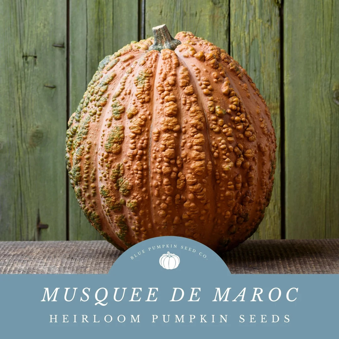 Musquee De Maroc (c.moschata) Pumpkin Seeds: Grow A Middle Eastern Classic! Great for Middle East... | Etsy (US)