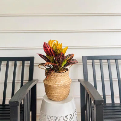 Woven Seagrass Plant Basket - Wicker Belly Basket Planter Indoor With Handles, Handmade Home Decor For Storage Plants Toy Clothes | Wayfair North America