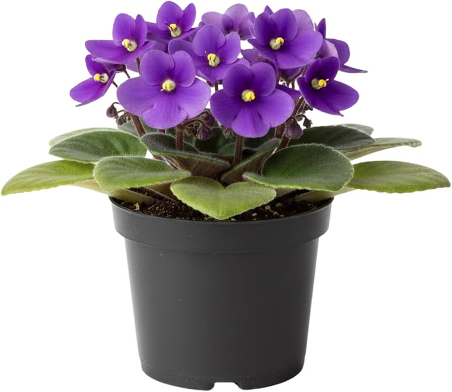 African Violet Plant, Live African Violet Flowers in 4'' Pot, Low-Maintenance Indoor Flowering Pl... | Amazon (US)