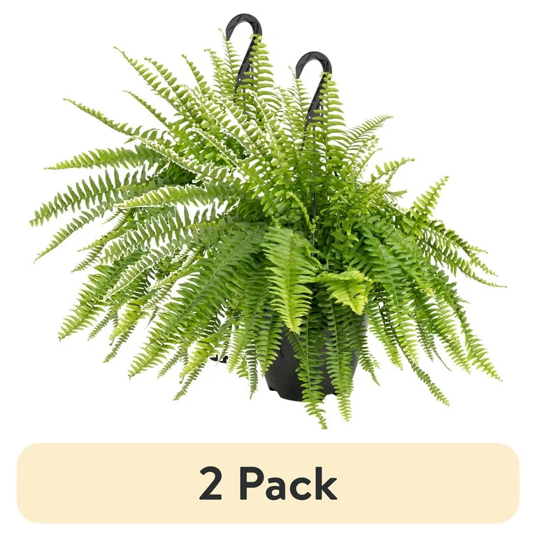 (2 pack) Expert Gardener 22" Tall Boston Fern Live House Plants in 10" Hanging Basket | Walmart (US)