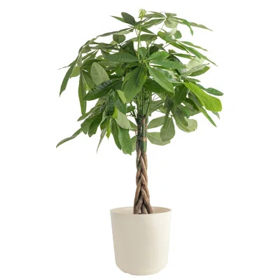 Costa Farms Indoor Pachira Braid Money Tree House Plant in 10-inch Decor Pot | Wayfair North America