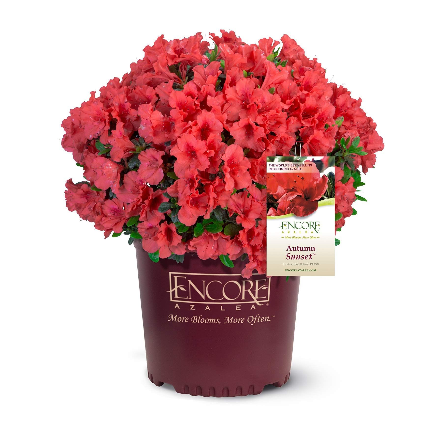 Encore Azalea Autumn Sunset Azalea, 1 Gal, Red | Amazon (US)