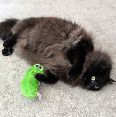 Henry is just obsessed with his new toy from @walmart! #Ad While his sister loves the catnip banana, Henry is all about the silvervine pickle! Check out all my favorite cat goodies linked here 💕 https://liketk.it/4dZNa #Liketkit @shop.ltk

#LTKFind