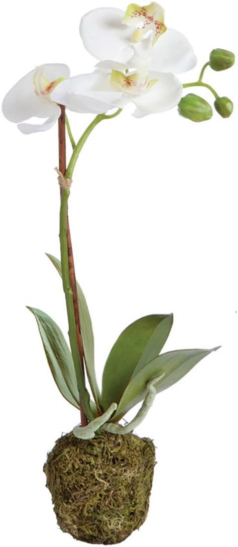 Napa CC 15" PHALAENOPSIS DROP-IN, 3x12x18 Inches | Amazon (US)