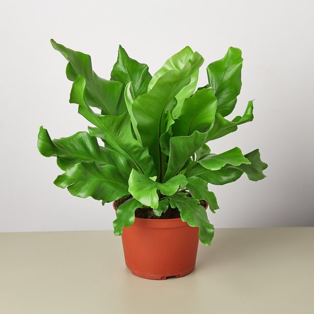 Bird's Nest 'Nidus' Fern - 6" Pot - Walmart.com | Walmart (US)