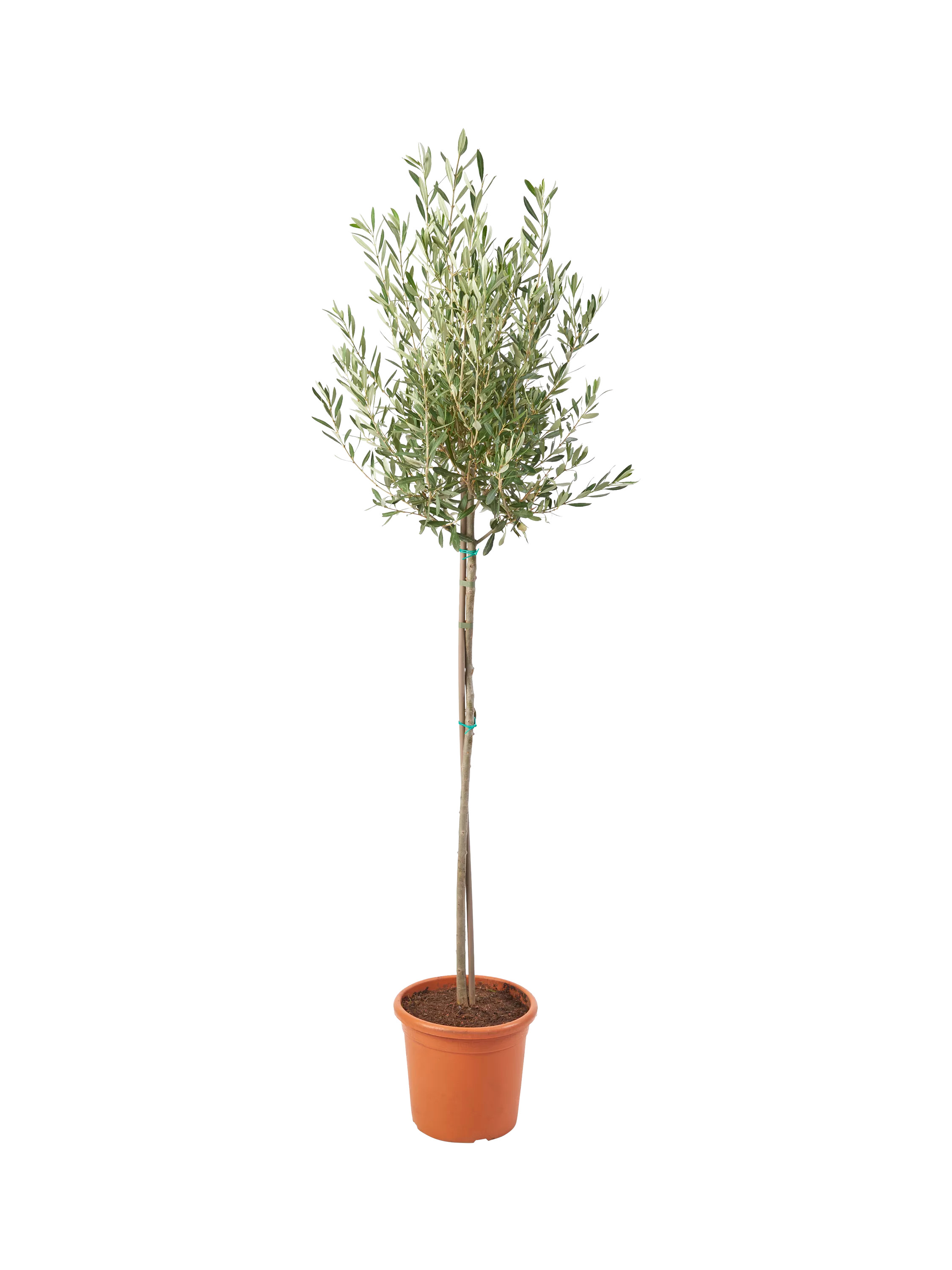 Plant Drop Olive Tree | John Lewis (UK)