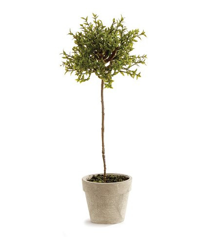Porch & Petal 13'' Potted Thyme Topiary | Zulily