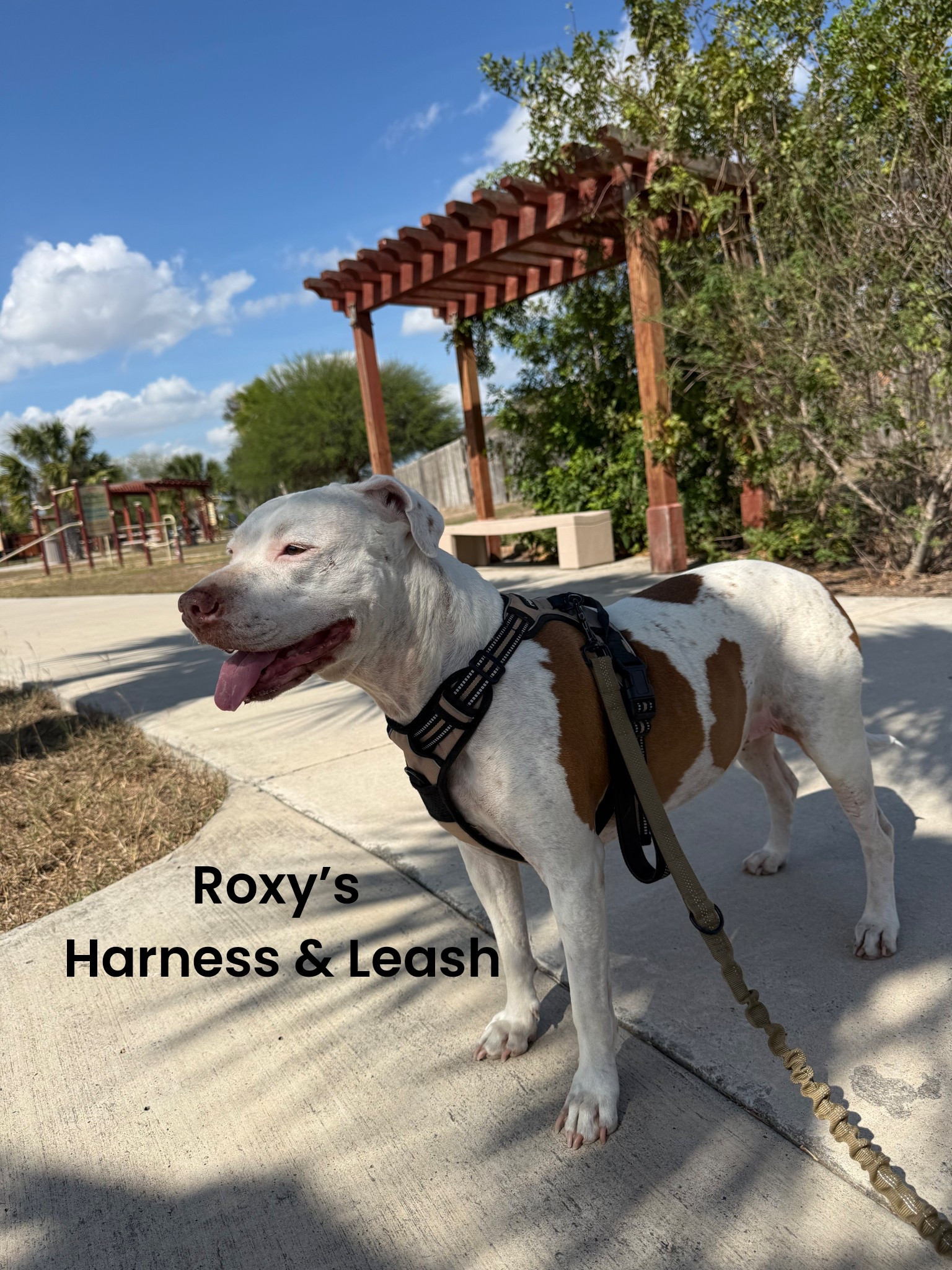 Slow strolls, good company, and the best gear 🐾✨🦮

#LTKActive #LTKHome #LTKdayinmylife