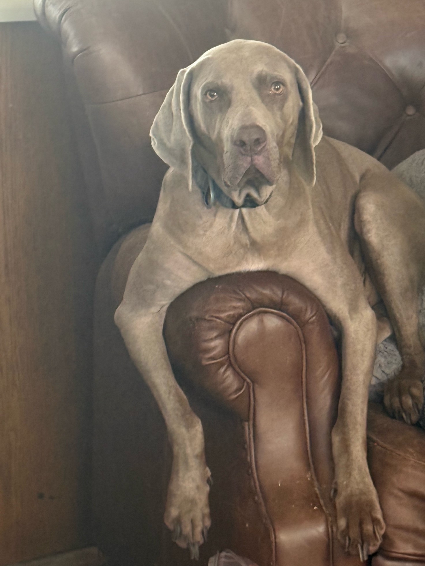 This boy 🐶 loves his tufted leather recliner! It’s his favorite spot to relax with my mom!! #ltkdog #livingroom

#LTKdayinmylife #LTKHome #LTKSaleAlert