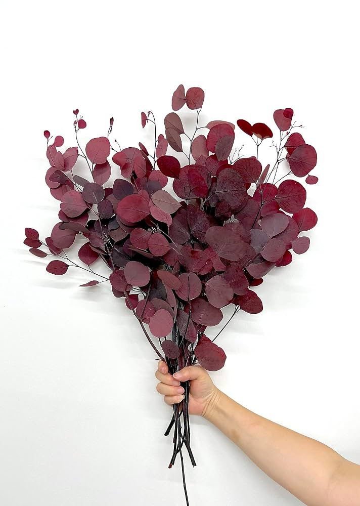 Preserved Dried Silver Dollar Eucalyptus - Red ( Approx 8 oz) Large Bundle Approx up to 30" Tall | Amazon (US)