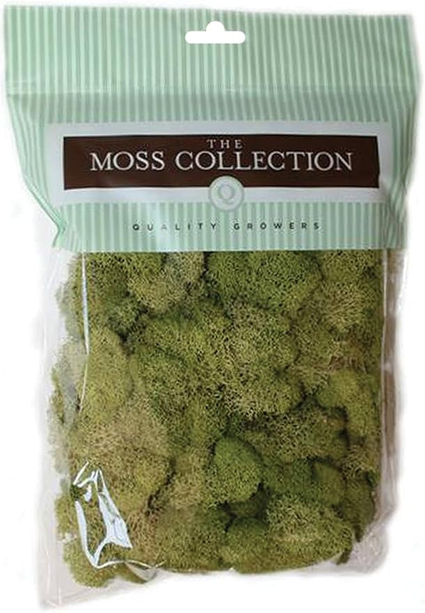 Quality Growers Preserved Reindeer Moss, Green | Amazon (US)