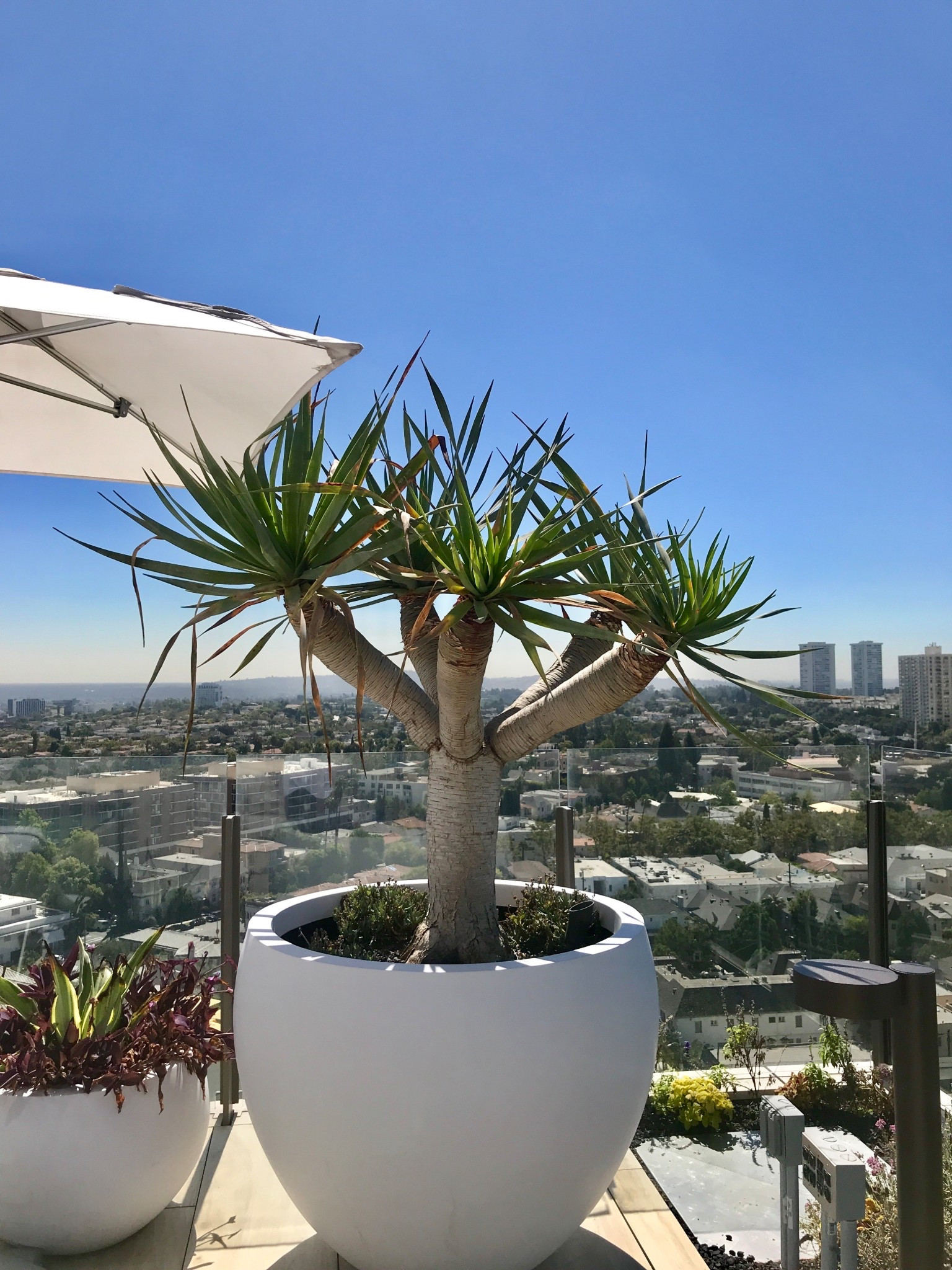 Pretty plants!



#LTKHome #LTKFallSale #LTKStyleTip