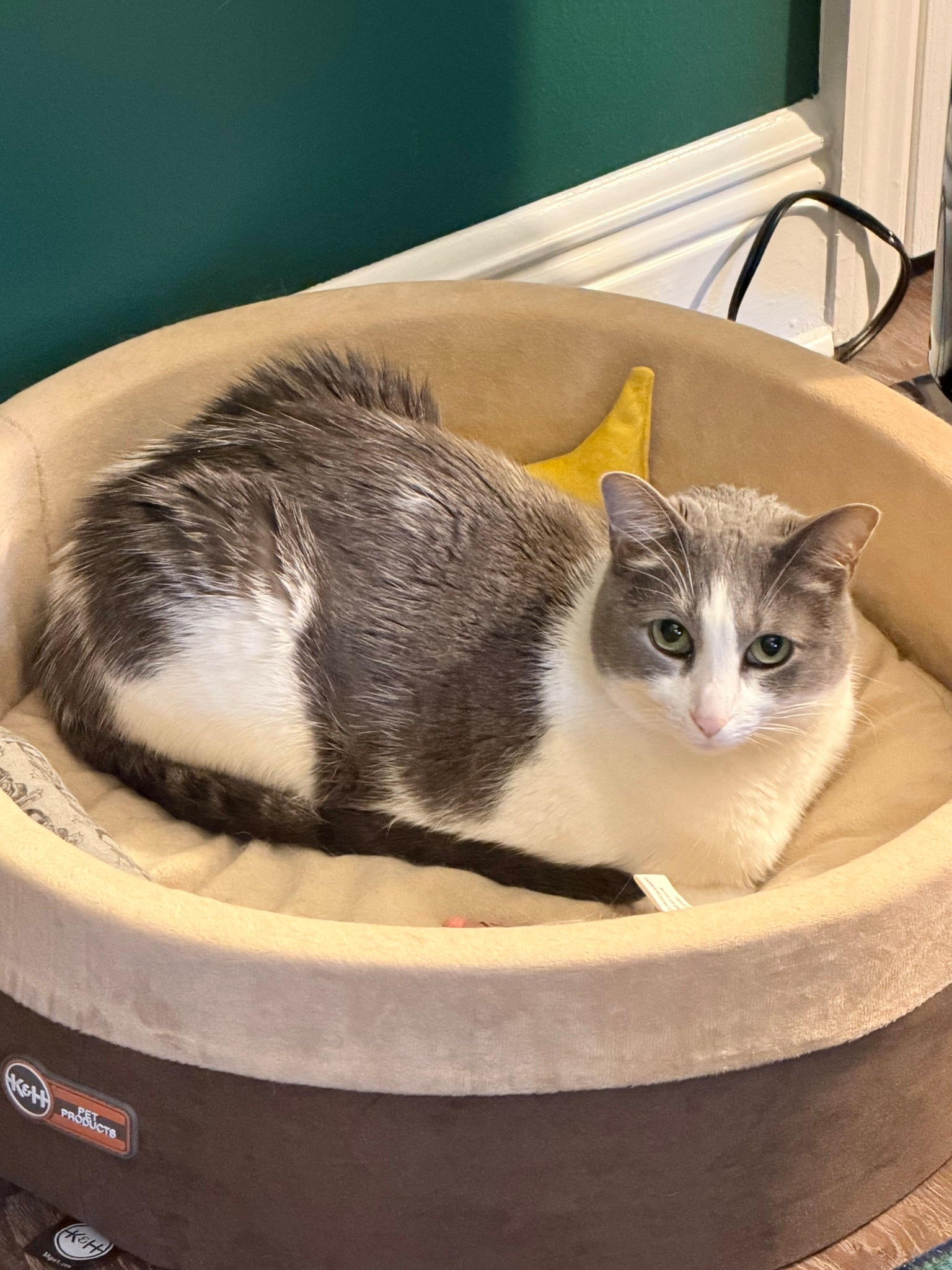 Keeping my cats cozy in the winter (and year round) with their favorite heated pet beds 💚🐾😻

#LTKSeasonal #LTKHome #LTKstorytime