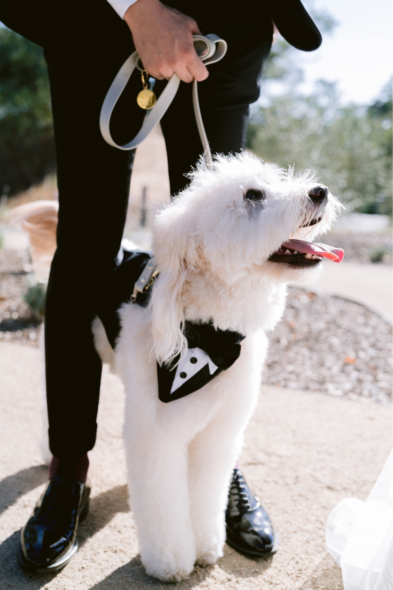 aesthetic dog tuxedo wedding 🤵‍♂️ dog clothing, wedding accessories, wedding outfit inspo, dog accessories, dog harness and leash, rich dog aesthetic 

#LTKwedding #LTKstyletip #LTKFind