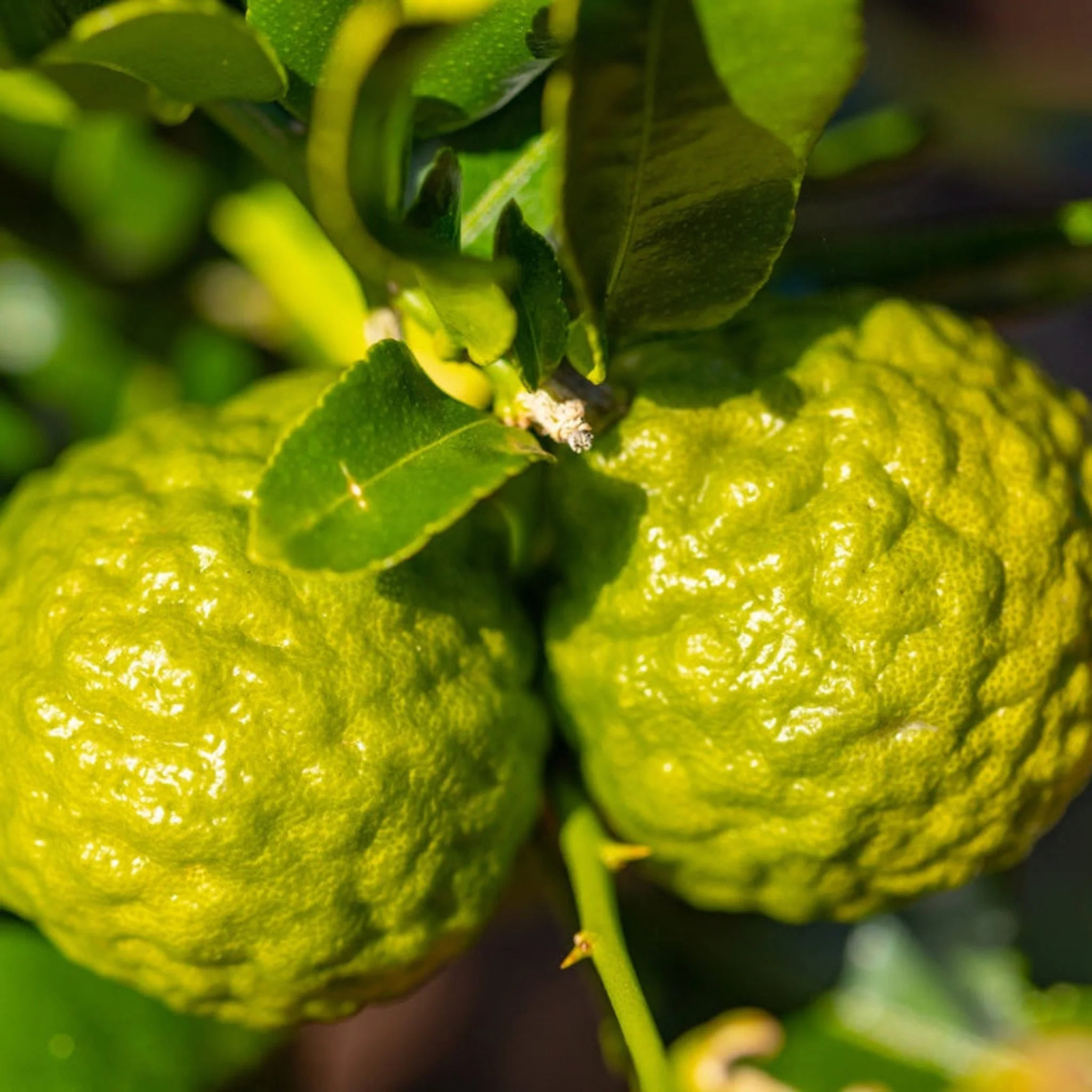 Makrut Lime Tree | The Sill