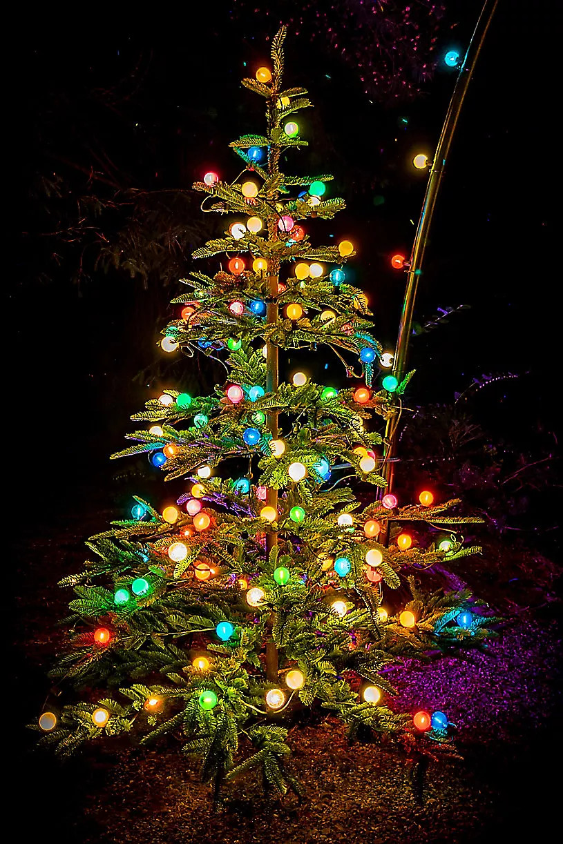 Stargazer Garden Lights, Set of 21 Bulbs, Yesteryear | Anthropologie (US)