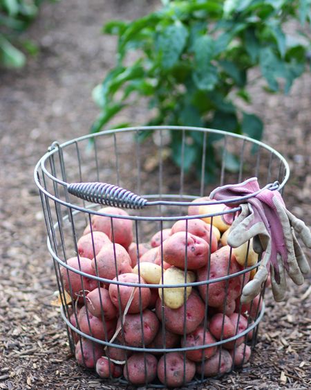 This year I’m growing potatoes in fabric pots! Grab some if you want to try too! 

#LTKSeasonal #LTKhome