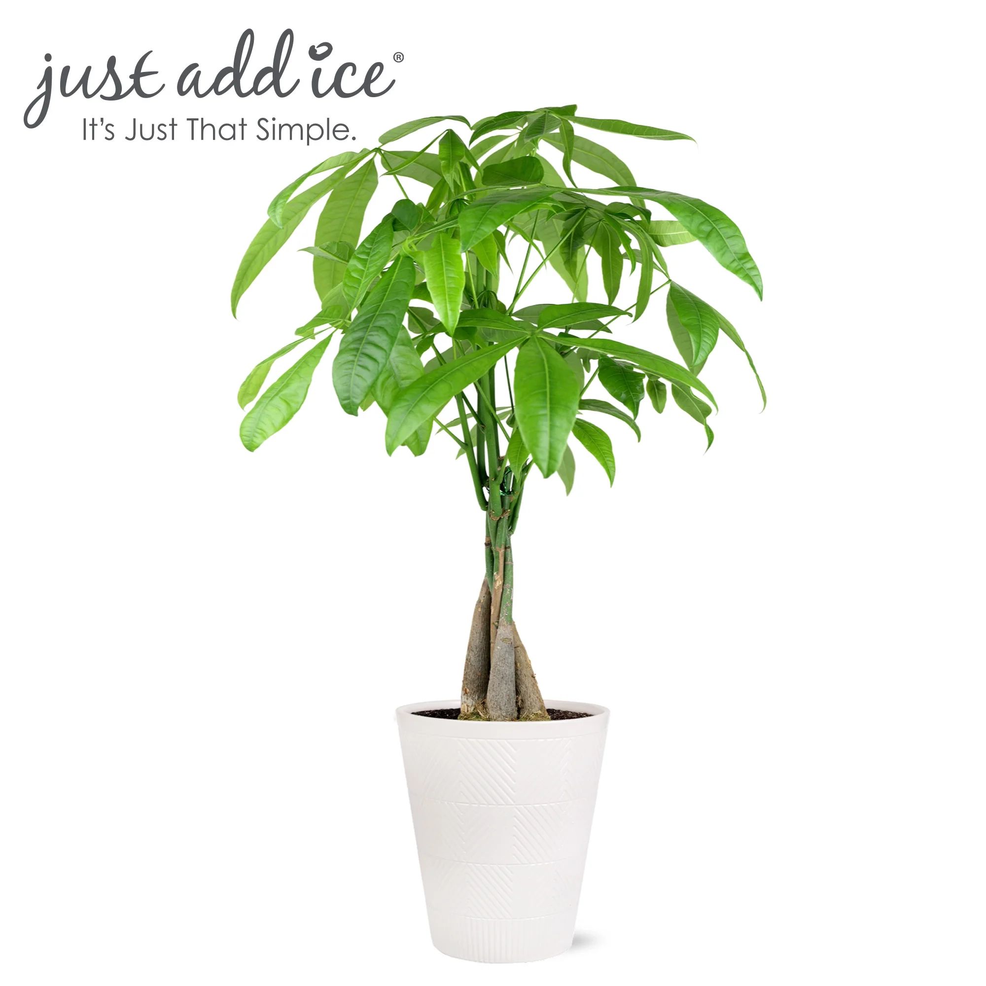Just Add Ice 14" Tall Money Tree Live Plant in 5" Decorative Fiber Clay Pot, House Plant | Walmart (US)