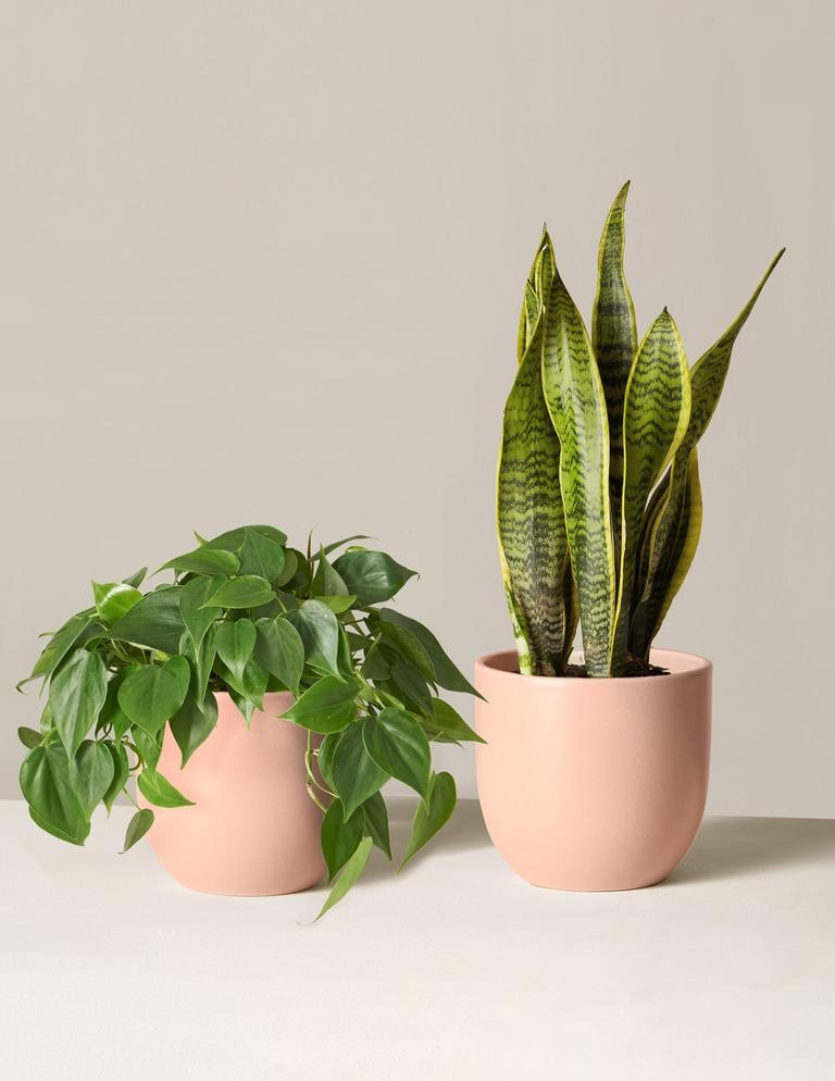 The Living Room Duo | The Sill