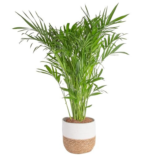 Costa Farms Cat Palm, Live Indoor Houseplant in Décor Planter, Tree-Like Floor House Plant Potted in Soil, Housewarming Gift for New Home, Living Room or Office Decor, Patio Decor, 3-4 Feet Tall | Amazon (US)