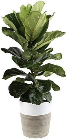 Costa Farms Ficus Lyrata Fiddle Leaf Fig Live Indoor Plant, 3-Foot, Fresh from Our Farm | Amazon (US)