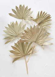 Pack of 5 - Natural Sun Palm Leaves | Afloral (US)