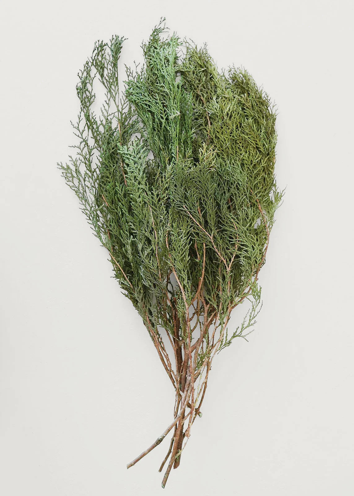 Preserved and Fragrant Cedar Greenery Bundle - 1 lb | Afloral