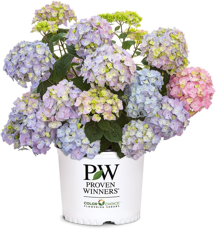 2 Gal. Proven Winners Let's Dance Skyview Hydrangea Shrub | Amazon (US)