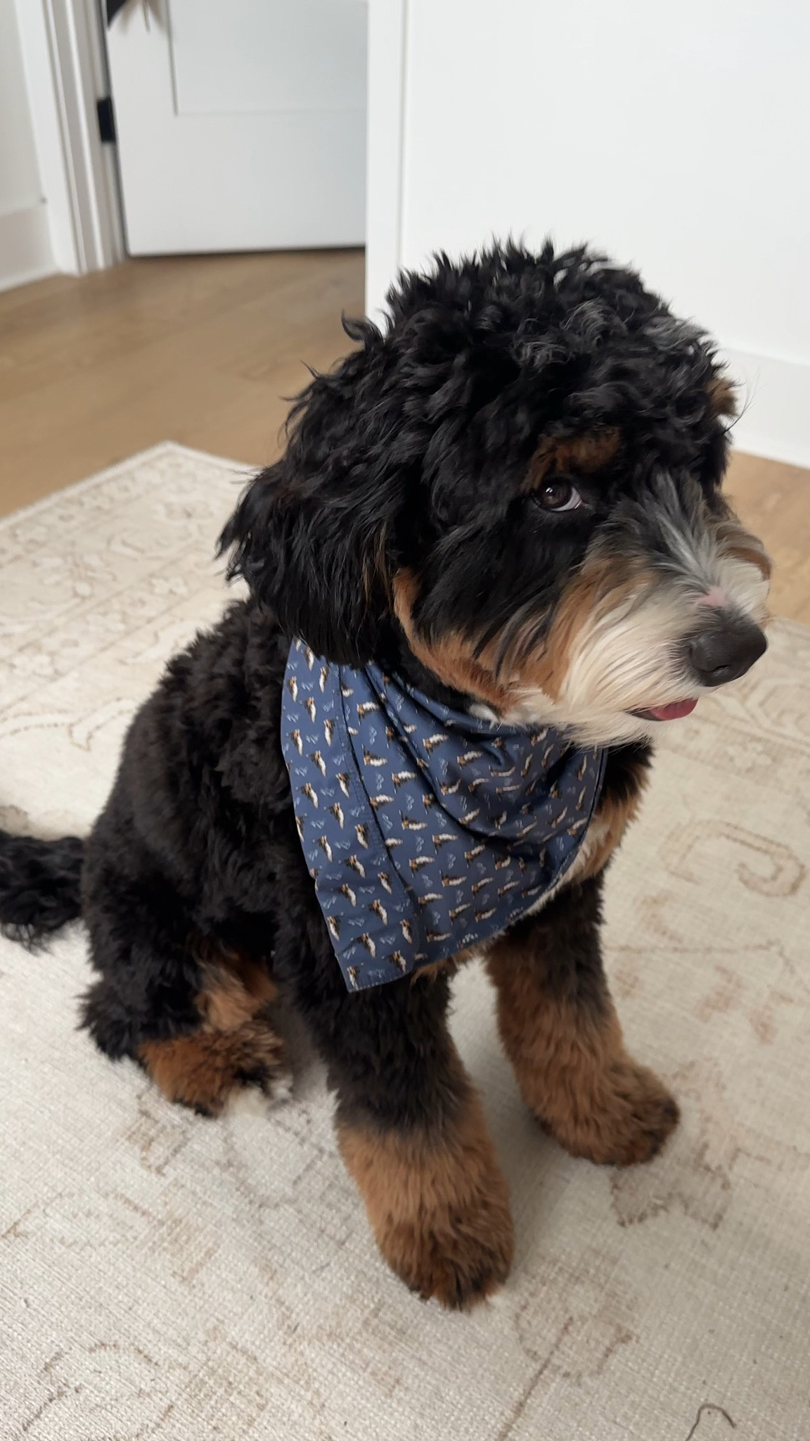 Penelope’s bandana is from @rhoback!! Rhoback: Link with code attached is https://bit.ly/43IgPot My coupon code: SV-F4B39E0JGH8Y

#LTKmomlife #LTKSaleAlert #LTKHome
