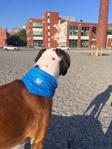 Our favorite hot weather pet gear! Cooling bandanas are a must! We’ve always used lighter ones but ended up getting this Canada pooch one with a PR package, it seems to be just as good! 

#LTKFindsUnder100