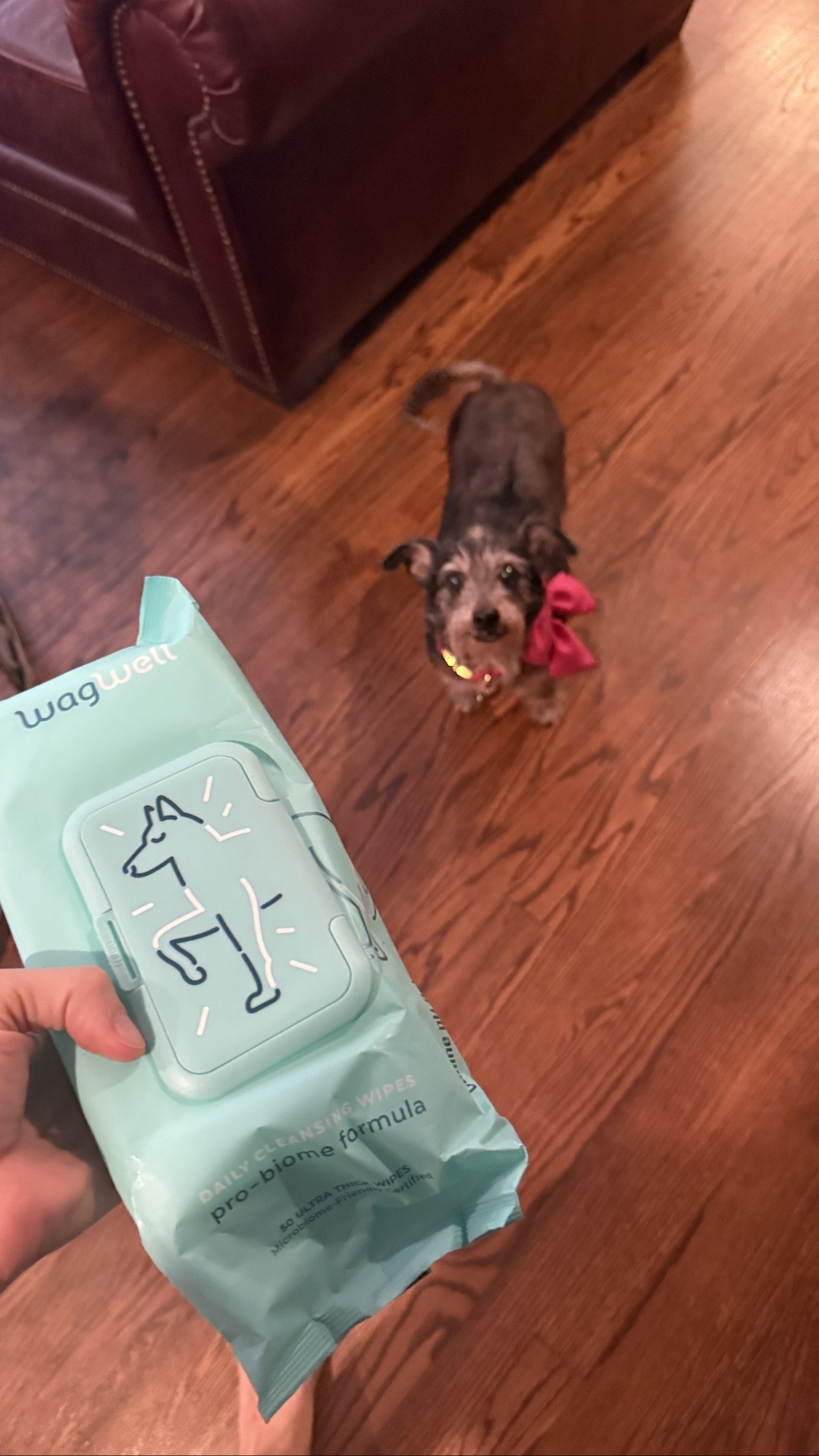 Our little Teddy Bear Pippa gets way too excited for the bedtime brush + wipes 😂🤍🐾

A quick little brush + clean-up before bed and she is one happy girl. We’ve been loving these WagWell wipes for paws, faces + a quick little refresh right before bed.

✔️#WagWell #WagWellies #DogMom #DogMomLife #PetCare #DogEssentials #DogGrooming #DogWipes #PetEssentials #Pomeranian #TeddyBearDog #FluffyDog #DogRoutine #BedtimeRoutine #PetFavorites #DogLovers #LTKPets #LTKFinds #LTKCreator #TheHouZoo

✔️WagWell wipes, dog wipes, pet wipes, dog grooming, bedtime dog routine, Pomeranian, teddy bear dog, fluffy dog, dog mom favorites, pet essentials, dog care, paw wipes, face wipes, everyday pet care, LTK pet finds

A few of our goodies were gifted by @WagWell Pet wagwellies 🤍 We’ve been trying everything with the crew, and safe to say Pippa is a fan. 😂🐾
@wagwellpet #ad

#LTKdayinmylife #LTKmorningroutine #LTKmomlife