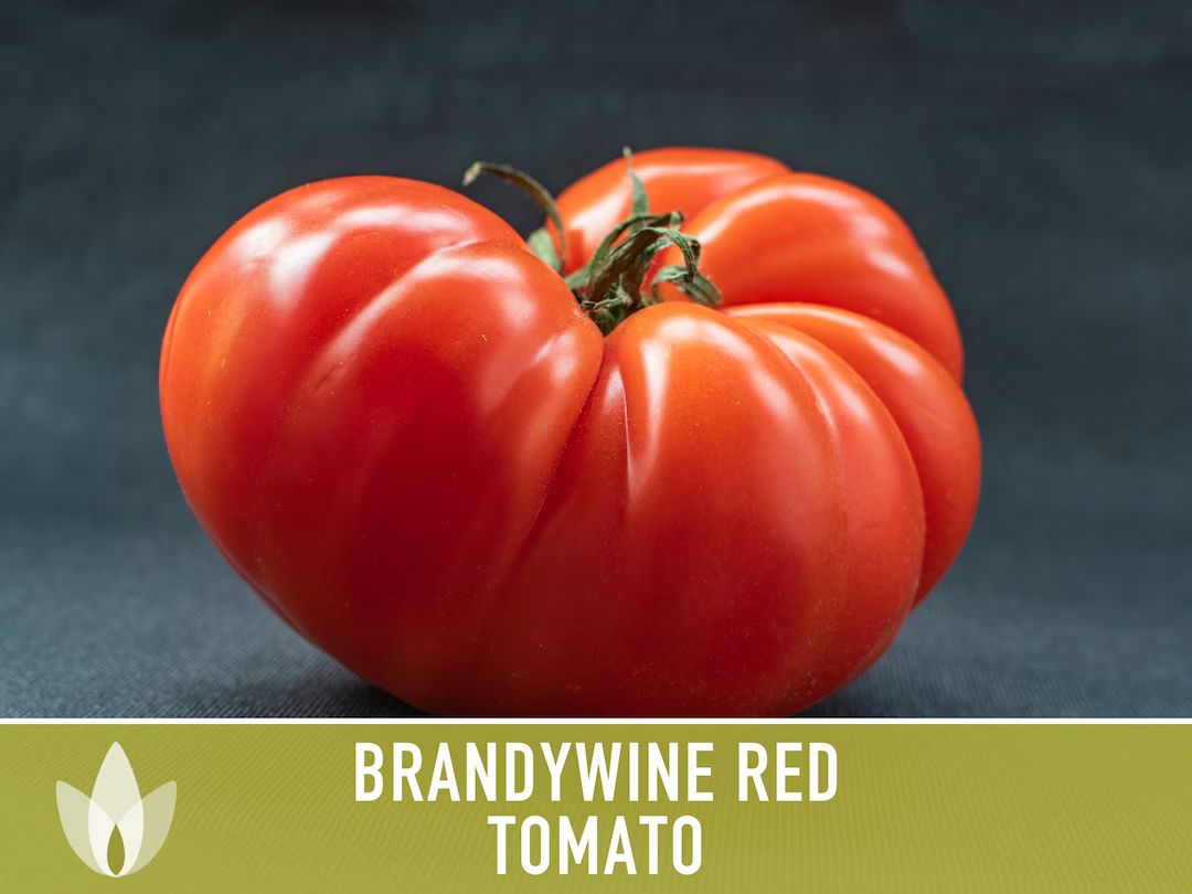 Brandywine Red Tomato Heirloom Seeds | Etsy (US)
