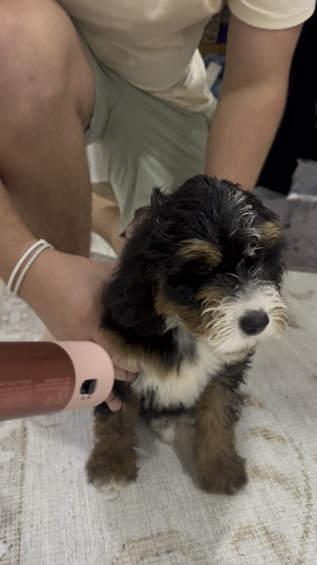 Using my Dyson to dry off Penelope after her first bath at home! 

#LTKHome #LTKBeauty #LTKselfcare