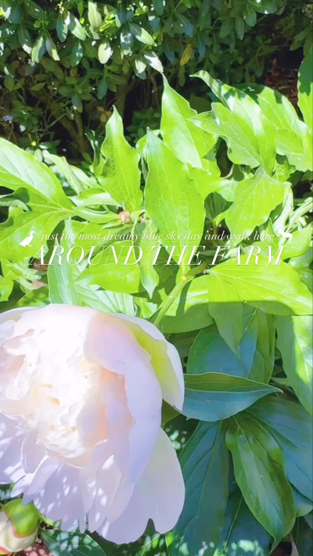 Just the most dreamy blue sky day and walk here around the farm and down to the pond!!! 🌳🧺🌾