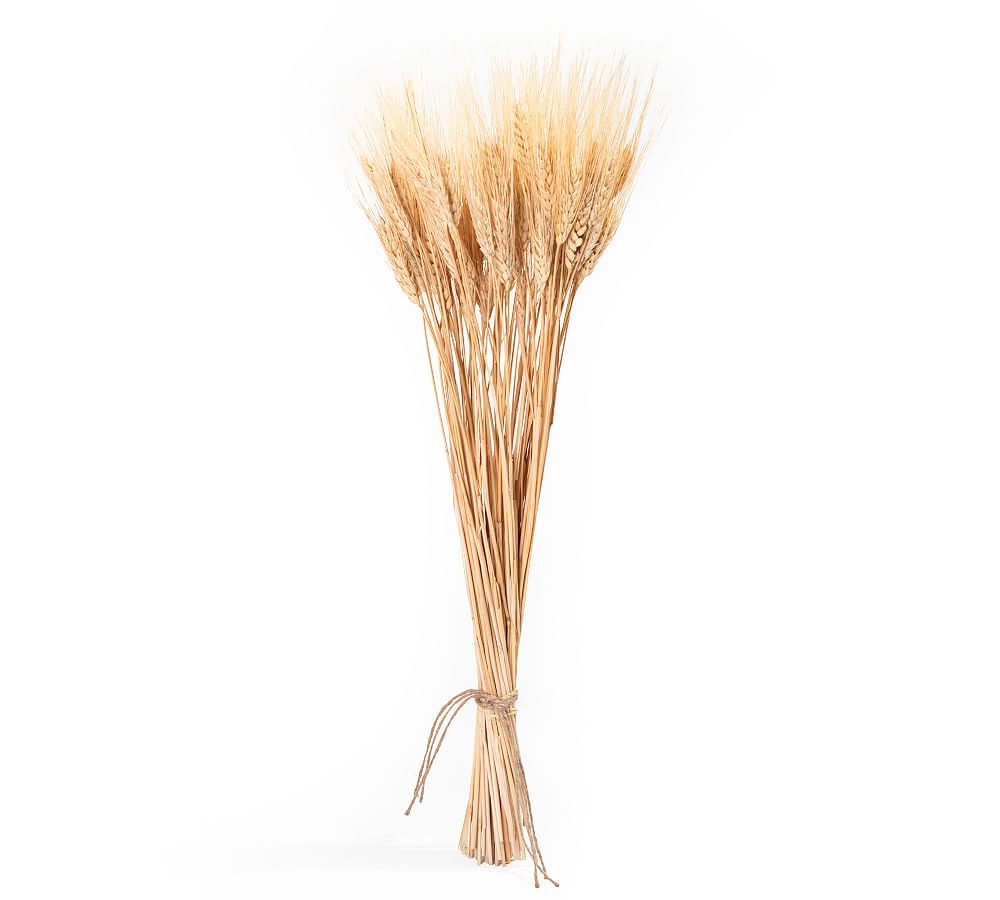 Dried Wheat Bundle | Pottery Barn (US)