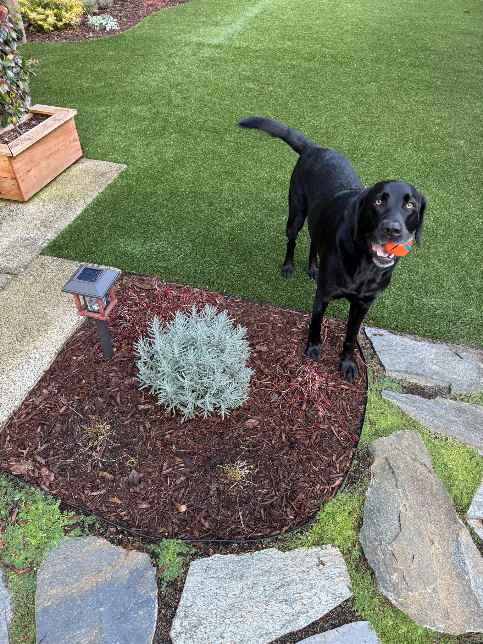 Garden edging to separate materials! Low profile and extremely easy to work with. Showcasing it with the help of my garden gremlin 🐶

#LTKHome #LTKU #LTKMostLoved