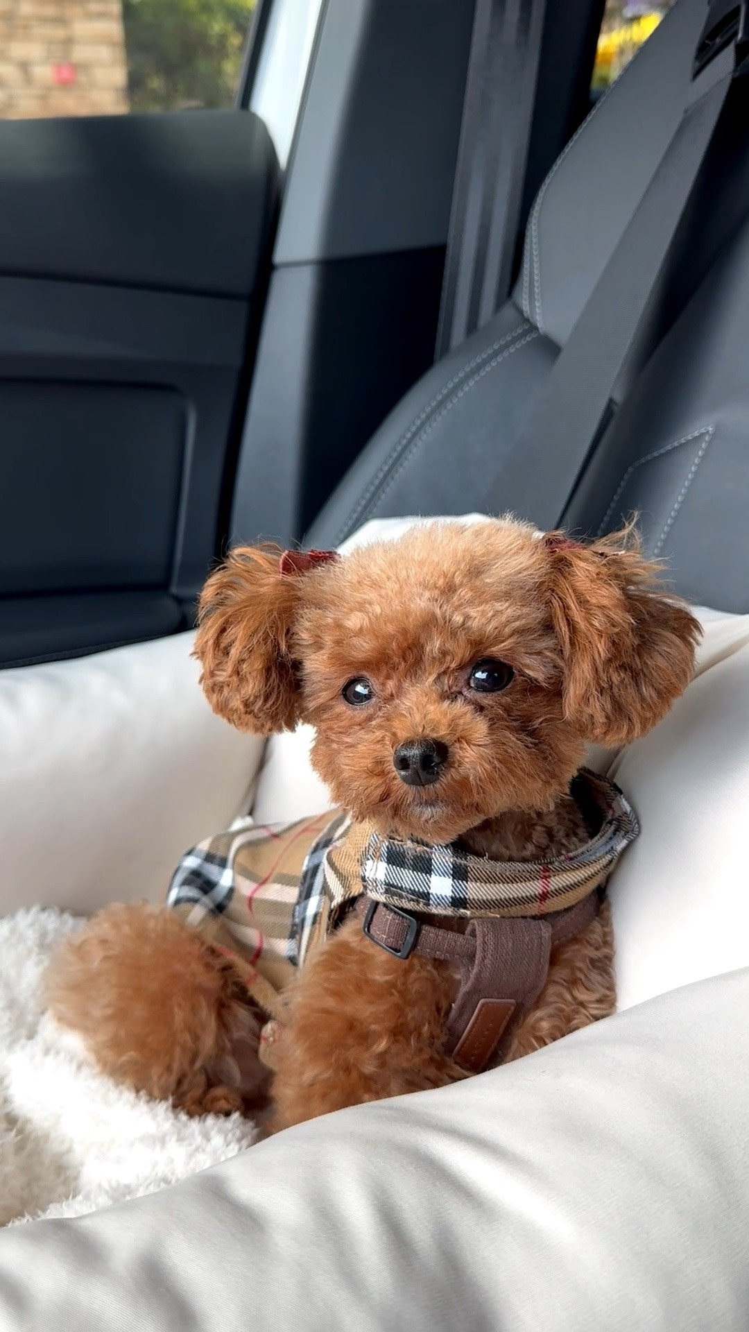 Burberry dress for your pup 🐻☕️ #dogs #burberry

#LTKdayinmylife #LTKgrwm #LTKootd