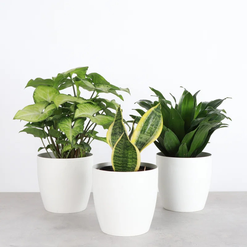 Live Low Light Houseplant Set | Wayfair North America