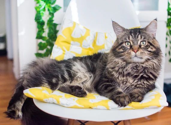 Ginkgo Yellow Catnip Cuddler. Refillable Catnip Bed. Catnip | Etsy | Etsy (US)